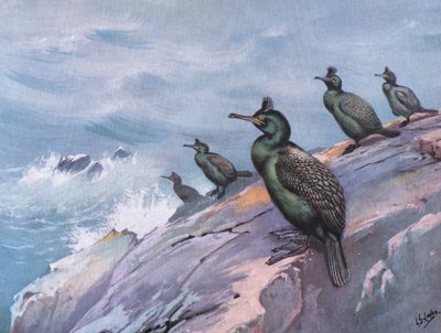 Shag vagy zöld kormorán (litográfia) alkotó: George Edward Lodge