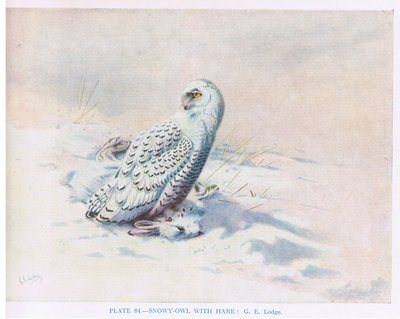 Hóbagoly nyúllal, illusztráció a Kirkman  Jourdain által készített "British Birds"-ből. alkotó: George Edward Lodge