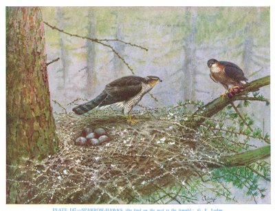 Verébsólyom, illusztráció Kirkman  Jourdain "British Birds" című művéből. alkotó: George Edward Lodge