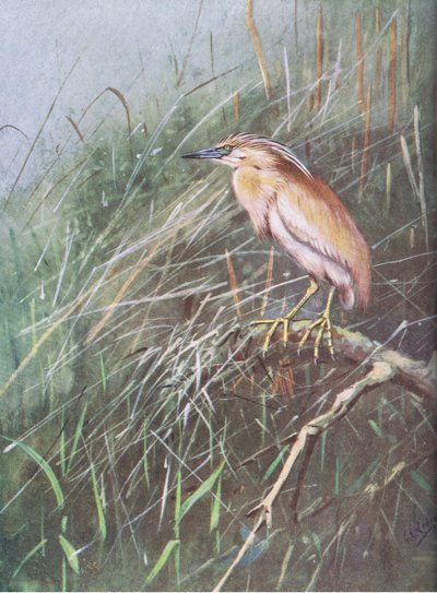 Mormota (litográfia) alkotó: George Edward Lodge