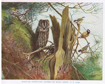 Kis madarak által molesztált fakó bagoly, illusztráció Kirkman  Jourdain "British Birds" című művéből. alkotó: George Edward Lodge