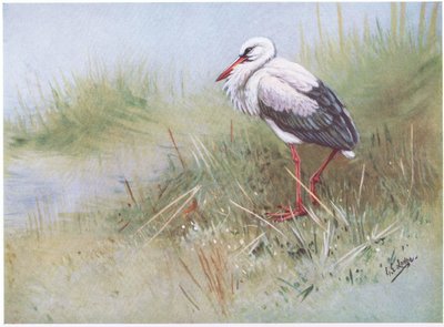 Fehér gólya (litográfia) alkotó: George Edward Lodge