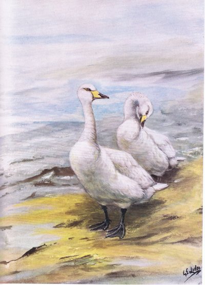 Pacsirtahattyú (litográfia) alkotó: George Edward Lodge