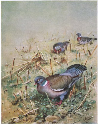 Erdei galamb (litográfia) alkotó: George Edward Lodge