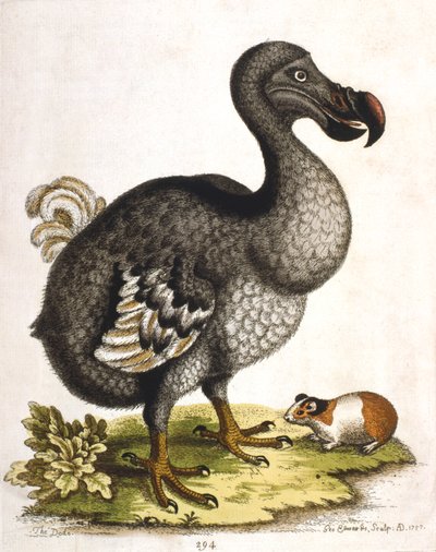 Dodo és tengerimalac, 1750 alkotó: George Edwards