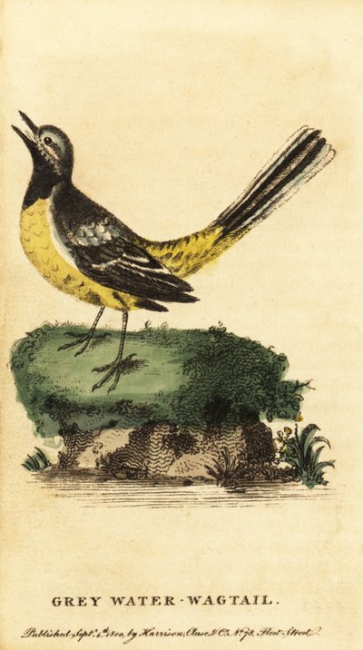 Szürke béklyó, Motacilla cinerea. ,1800 (metszet) alkotó: George Edwards