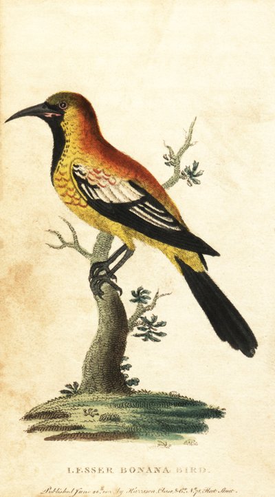 Oriole feketerigó, Gymnomystax mexicanus. ,1800 (metszet) alkotó: George Edwards
