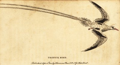 Red-billed tropicbird, Phaethon aethereus.,1800 (engraving)   1409486   hu       hungarian Successfully Translated  Original: At the Theatre Translat: At the Theatre 1304084 hu hungarian Successfully Translated Original: Two Male Nudes Translat: Two Male N alkotó: George Edwards