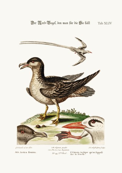 Az Arctic Bird, állítólag a Tyúk. A trópusi madár, 1749-73 alkotó: George Edwards