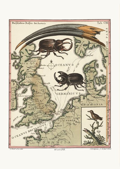 Az egyiptomi íbisz számlája és a legkisebb kolibri, 1749-73 alkotó: George Edwards
