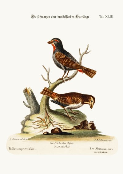 A fekete vagy sötét verebek, 1749-73 alkotó: George Edwards
