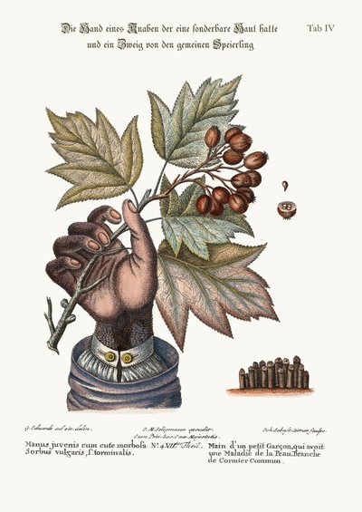 Egy roncsolt bőrű fiú keze és a közös szolgálati fa ága, 1749-73 alkotó: George Edwards