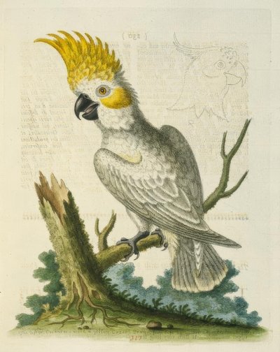 A kis fehér kakadu sárga címerrel. / Le Petit Cacatua Blanc a Crete Jaune alkotó: George Edwards