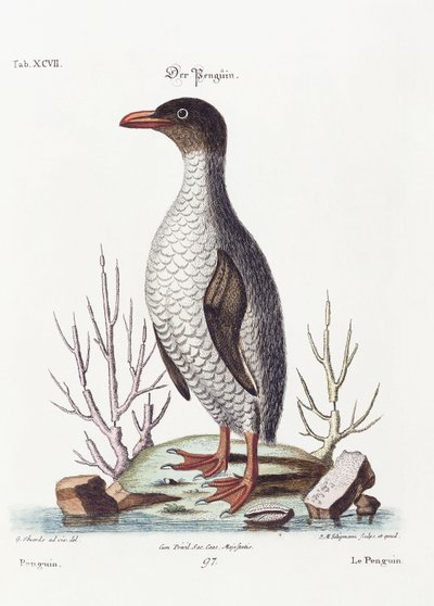 A pingvin, 1770 alkotó: George Edwards
