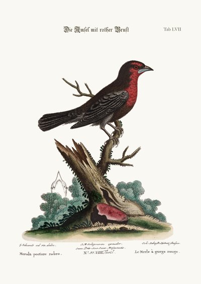 A vörös mellű feketemadár, 1749-73 alkotó: George Edwards