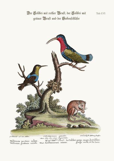 A vörösmellű kolibri, a zöldtorkú kolibri és a dormouse, 1749-73 alkotó: George Edwards