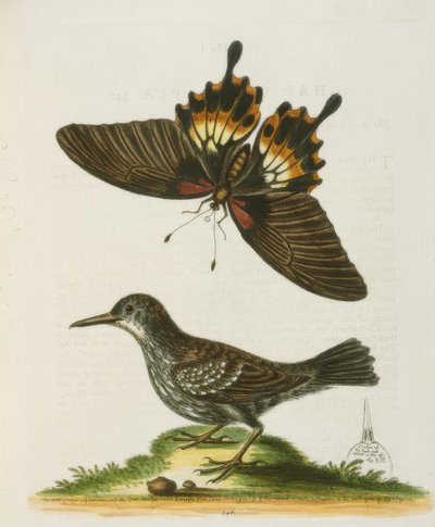 A Surinami Wallcreeper. / The Wall Climbing of Suriname alkotó: George Edwards