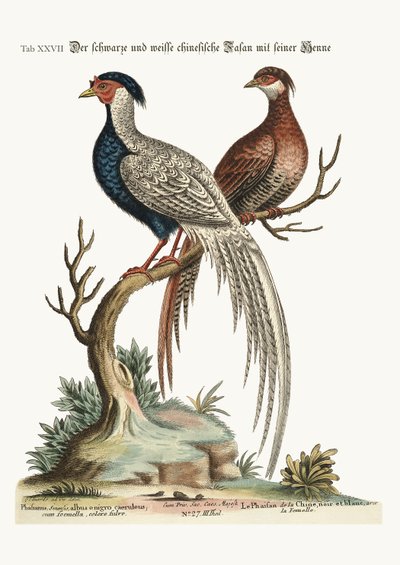 A fekete-fehér kínai kakasfácán tyúkjával, 1749-73 alkotó: George Edwards
