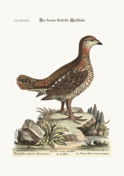 A barna és foltos Heathcock, 1749-73 alkotó: George Edwards