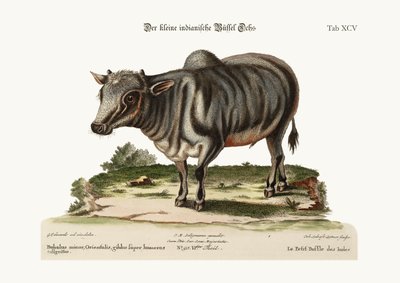 A kis indiai bivaly, 1749-73 alkotó: George Edwards