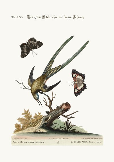 A hosszúfarkú zöld kolibri, 1749-73 alkotó: George Edwards