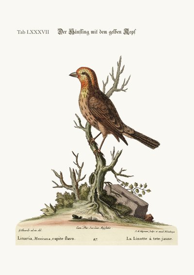 A sárgafejű Linnet, 1749-73 alkotó: George Edwards