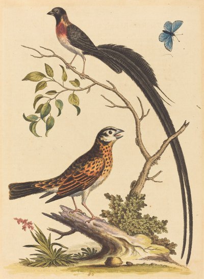 Két madár, az egyik nagyon hosszú farktollal és a kék pillangó, 1745-ben jelent meg. alkotó: George Edwards