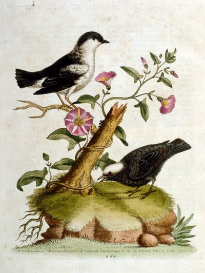 Akvarell illusztráció G Edwards ritka madarakról szóló könyvéből 1750. George Edwards (1694-1773) brit természettudós és ornitológus volt. Sokat utazott Európában, különösen a természetrajzot és a madarakat tanulmányozta. Elismertséget szerzett alkotó: George Edwards