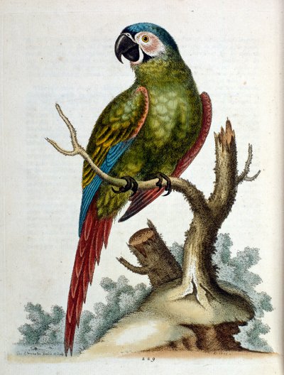 Akvarell illusztráció G Edwards ritka madarakról szóló könyvéből 1750. George Edwards (1694-1773) brit természettudós és ornitológus volt. Sokat utazott Európában, és különösen a természetrajzot, valamint a madarakat tanulmányozta. Elismertséget szerzett alkotó: George Edwards