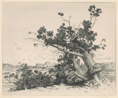 Desert Cedars, Új-Mexikó alkotó: George Elbert Burr