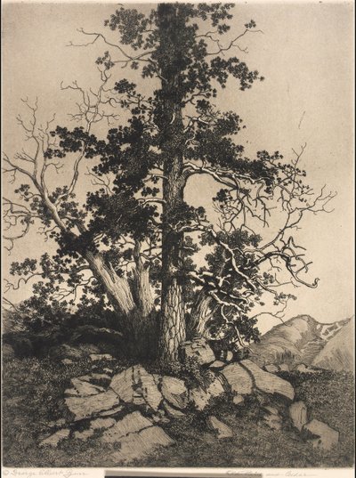 Öreg fenyő és cédrus alkotó: George Elbert Burr