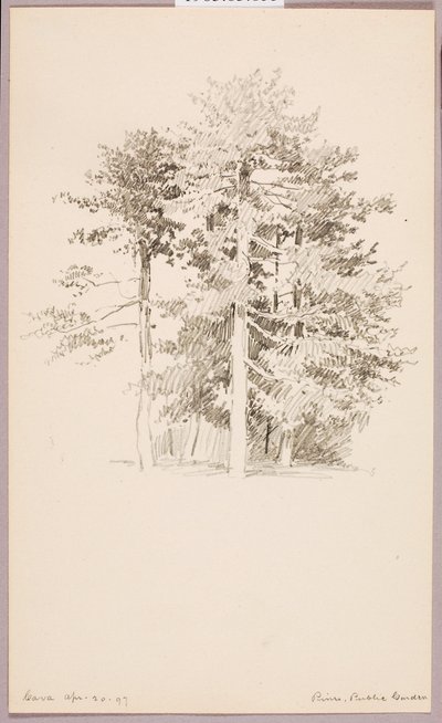 Fenyők, Közkert alkotó: George Elbert Burr