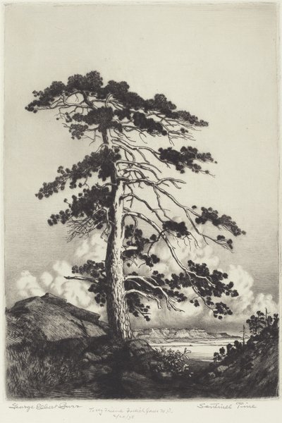 Sentinel Pine alkotó: George Elbert Burr