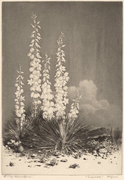 Soapweed, Arizona (2. sz.) alkotó: George Elbert Burr