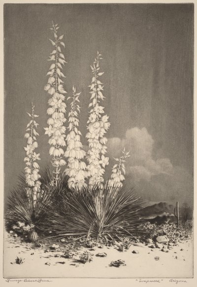 Szappanfű, Arizona (2. sz.) alkotó: George Elbert Burr