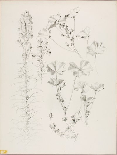 Cím nélkül (Botanikai tanulmány) alkotó: George Elbert Burr