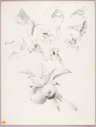 Cím nélkül (Botanikai tanulmány) alkotó: George Elbert Burr