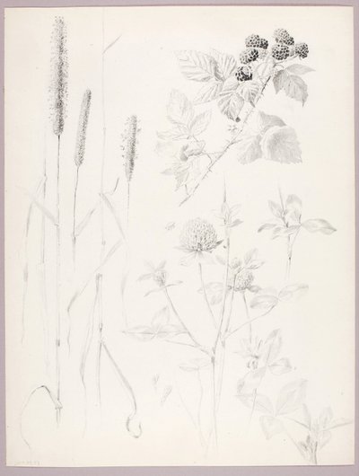 Cím nélkül (Cattails, lóhere és szeder) alkotó: George Elbert Burr
