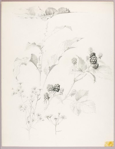 Cím nélkül (Százszorszépek és szeder) alkotó: George Elbert Burr