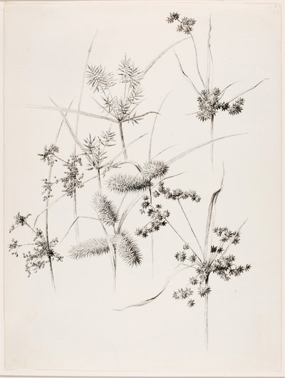 Cím nélkül (szegélyfüvek) alkotó: George Elbert Burr