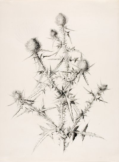 Cím nélkül (Thistle) alkotó: George Elbert Burr
