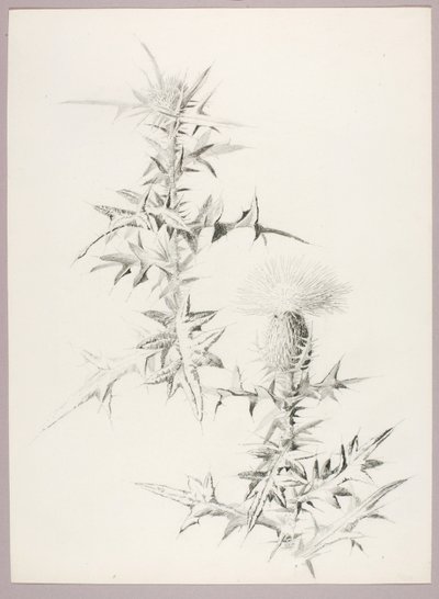 Cím nélkül (Thistle) alkotó: George Elbert Burr