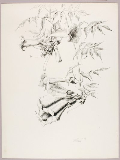 Cím nélkül (Trombitaszőlő) alkotó: George Elbert Burr