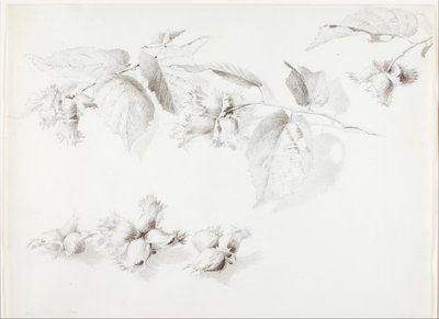 Cím nélkül (Vadmogyoró, Corylus Americana) alkotó: George Elbert Burr