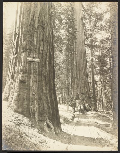 Vezessen a Wawona, Mariposa Grove. Átmérője 24 láb. alkotó: George Fiske