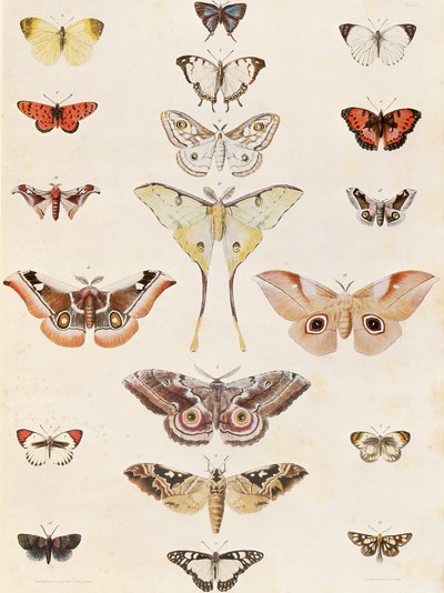 Lepidoptera Natalból és a zulu országból alkotó: George French Angas