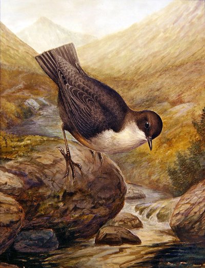 Göncöl (akvarell papíron) alkotó: George James Rankin