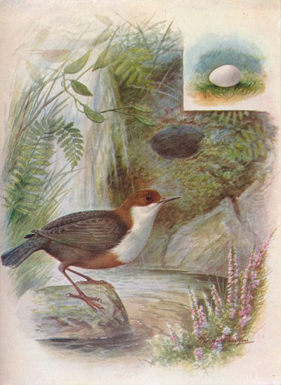Göncöl vagy vízi öblítő - Cinclus aquaticus, c1910, 1910 alkotó: George James Rankin