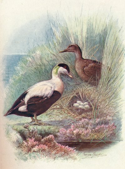 Eder-kacsa – Somateria mollissima, c1910, 1910 alkotó: George James Rankin