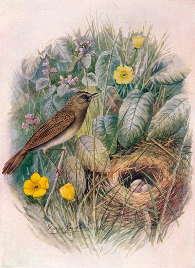 Szöcske-paszcsa – Locustella naevia, c1910, 1910 alkotó: George James Rankin